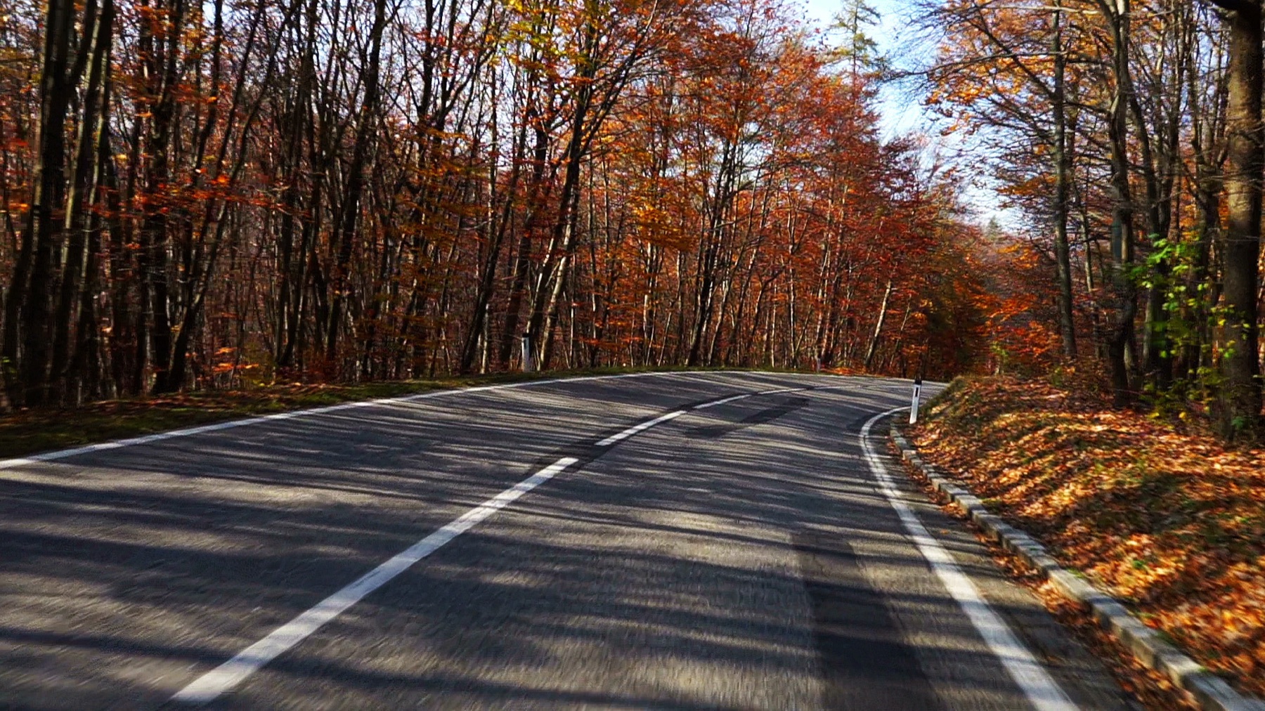 A two-lane road through autumn trees, from the driver's view